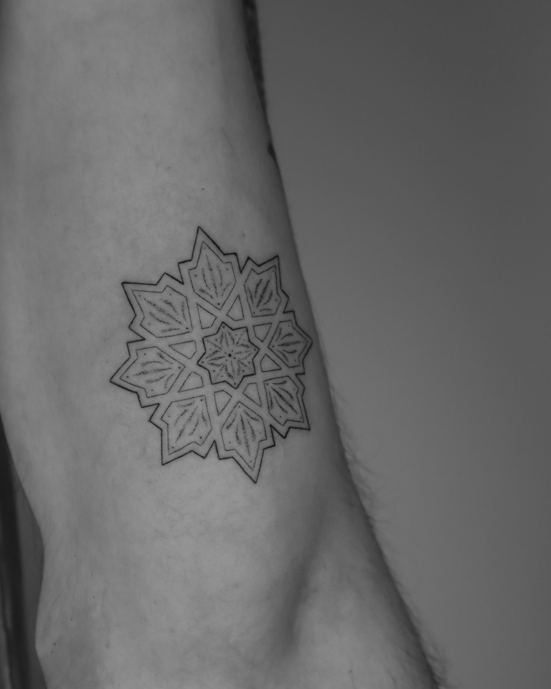 Fineline Andalusian (2) Fineline Andalusian (2)