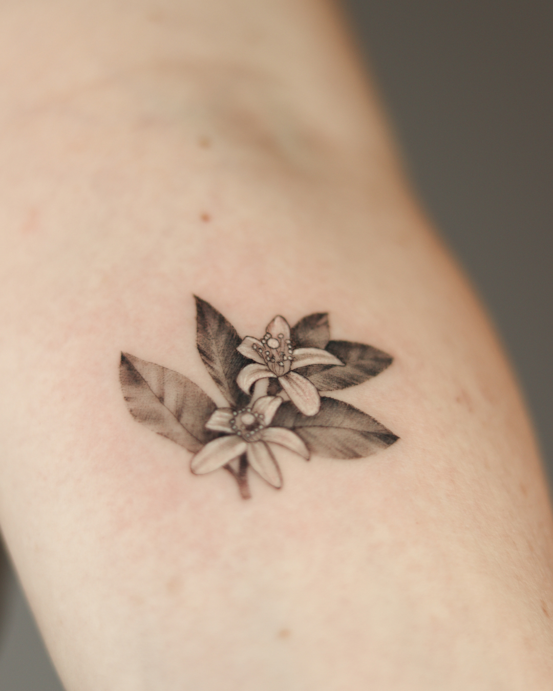 Fineline Andalusian (22) Fineline Andalusian (22)