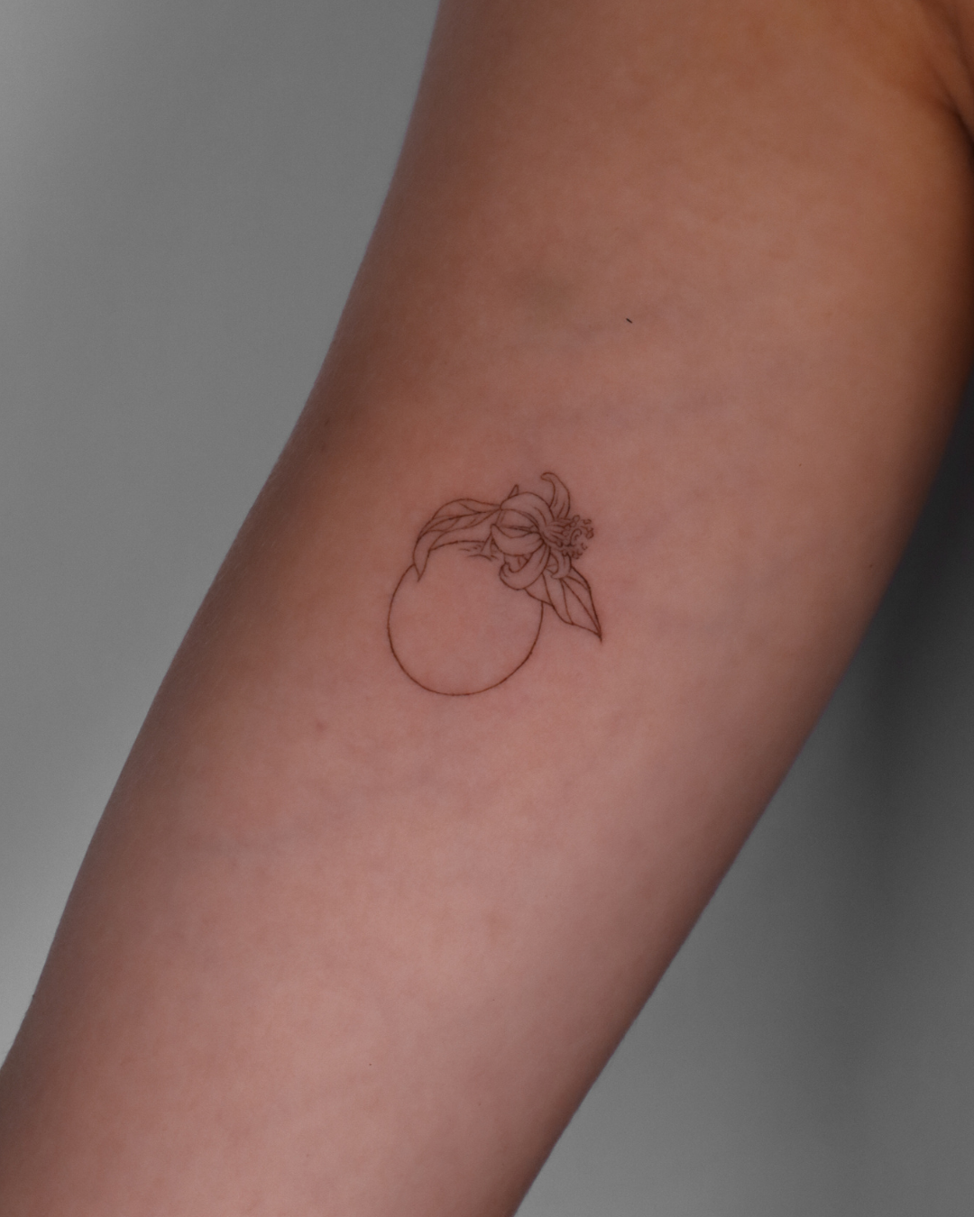 Fineline Andalusian (7) Fineline Andalusian (7)